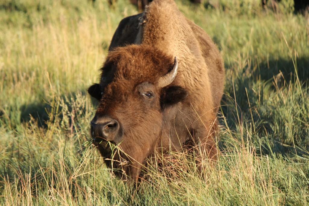 Buffalo as inspiration for Buzon Pedestals - HDG Building Materials