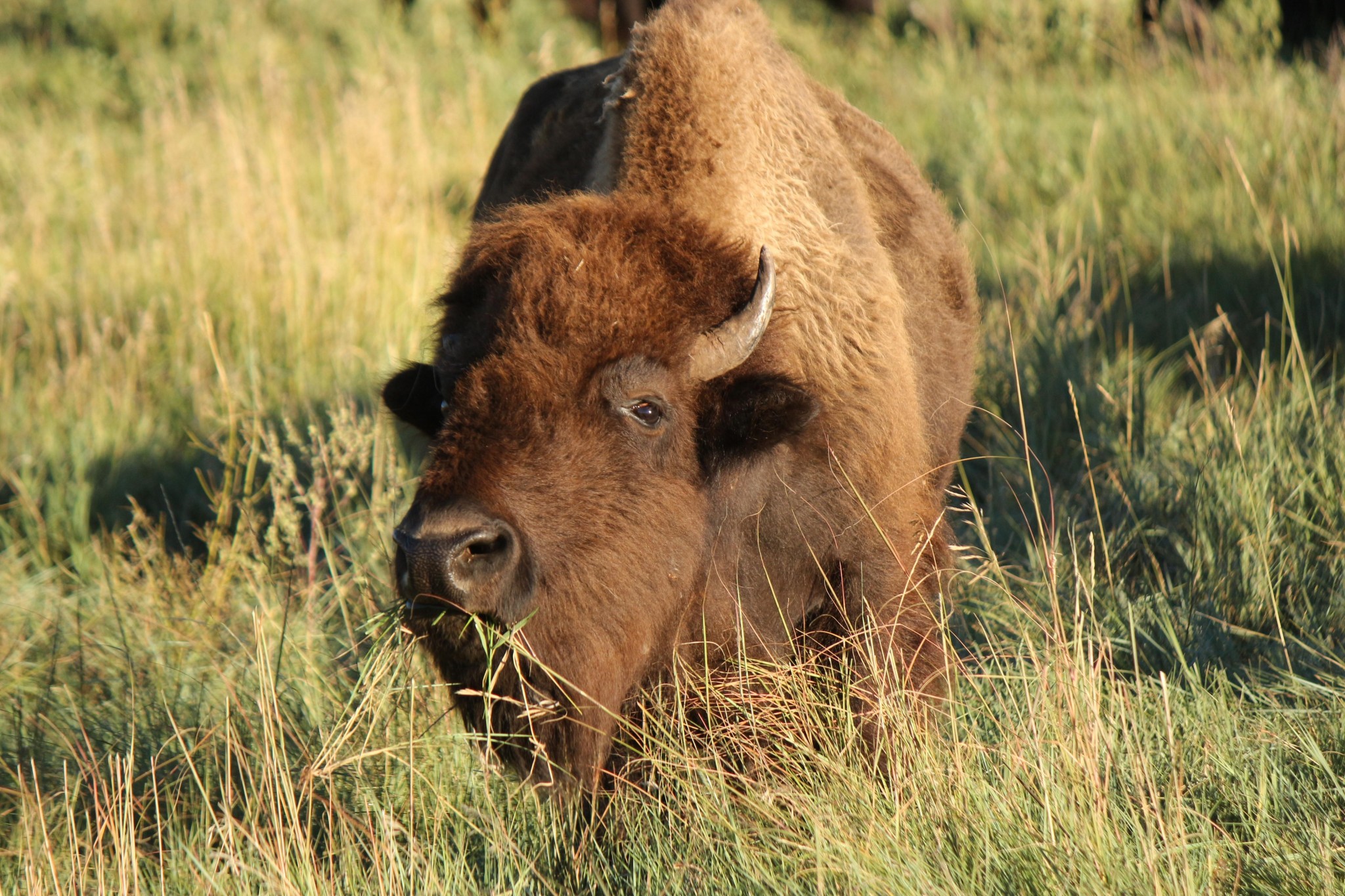 Buffalo as inspiration for Buzon Pedestals - HDG Building Materials
