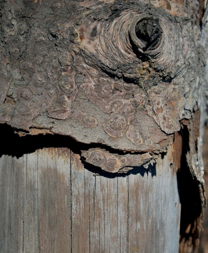 Wood Inspired Porcelain Pavers