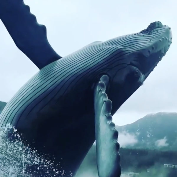 Bronze Humpback Whale Leaps from the Sea