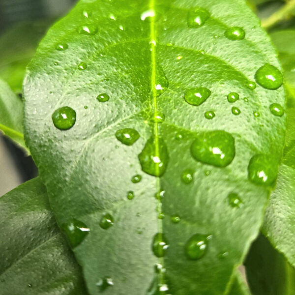 Water Droplets on Tropical Leaf